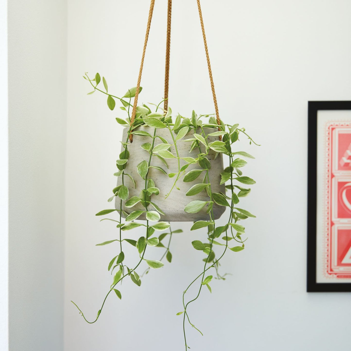 Variegated String of nickels
