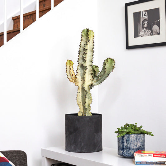 Variegated Euphorbia