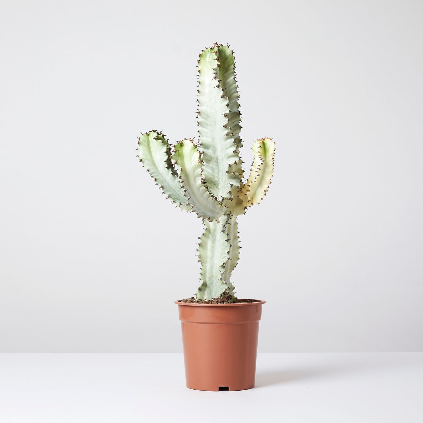 Variegated Euphorbia