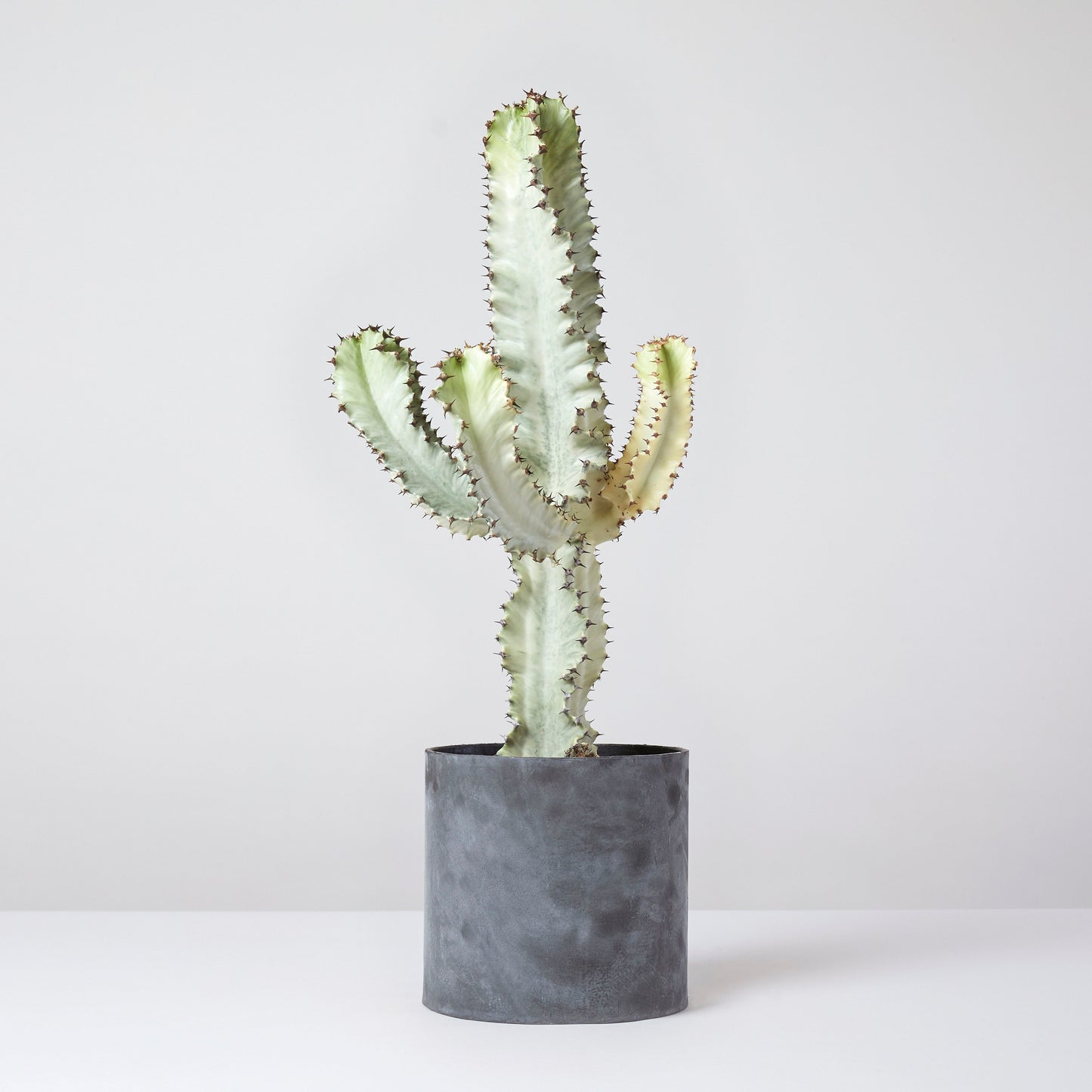 Variegated Euphorbia