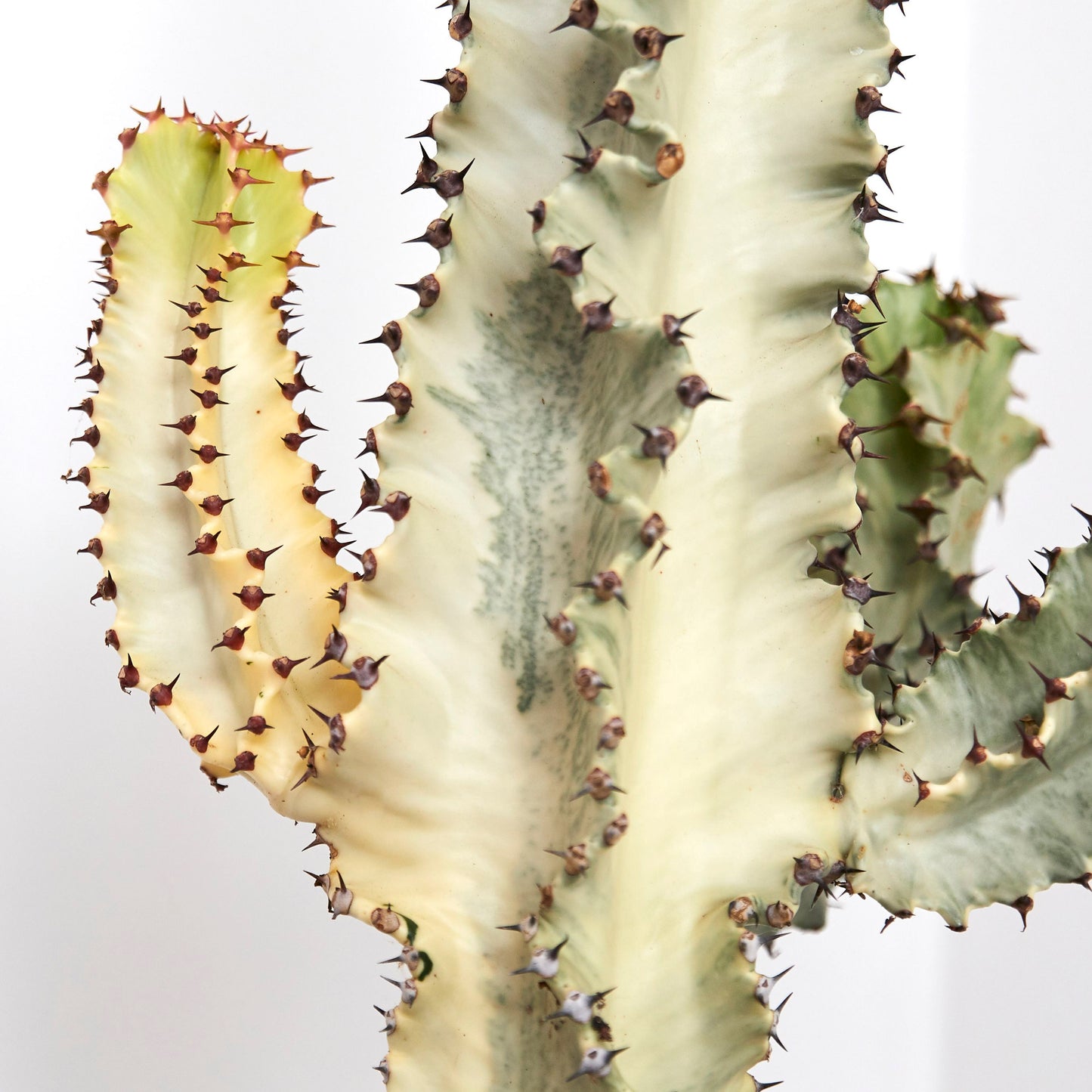 Variegated Euphorbia