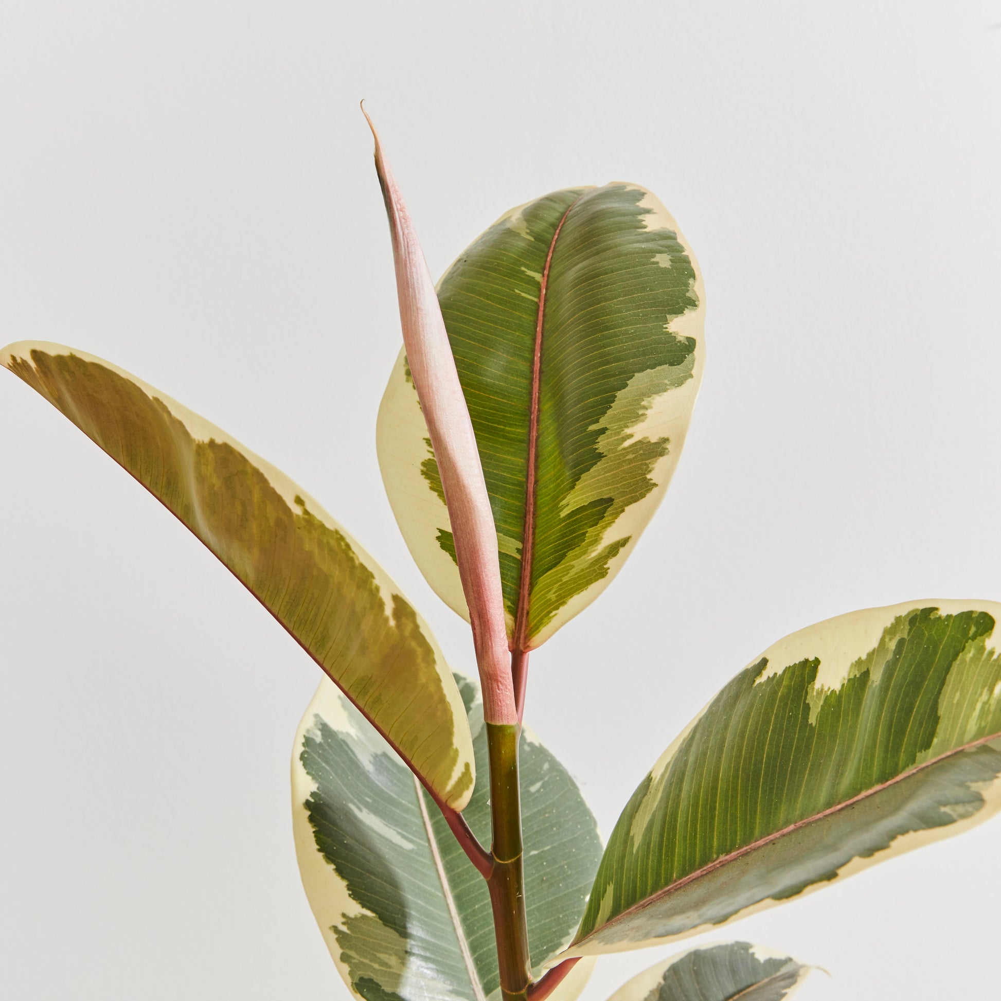 Rubber Plant