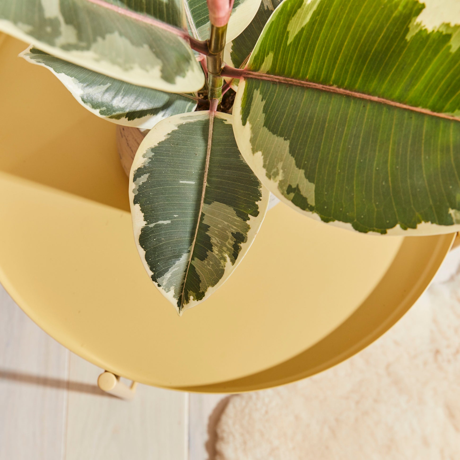 Rubber Plant