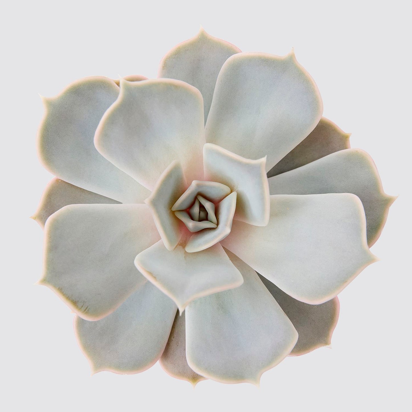 Echeveria lilacina