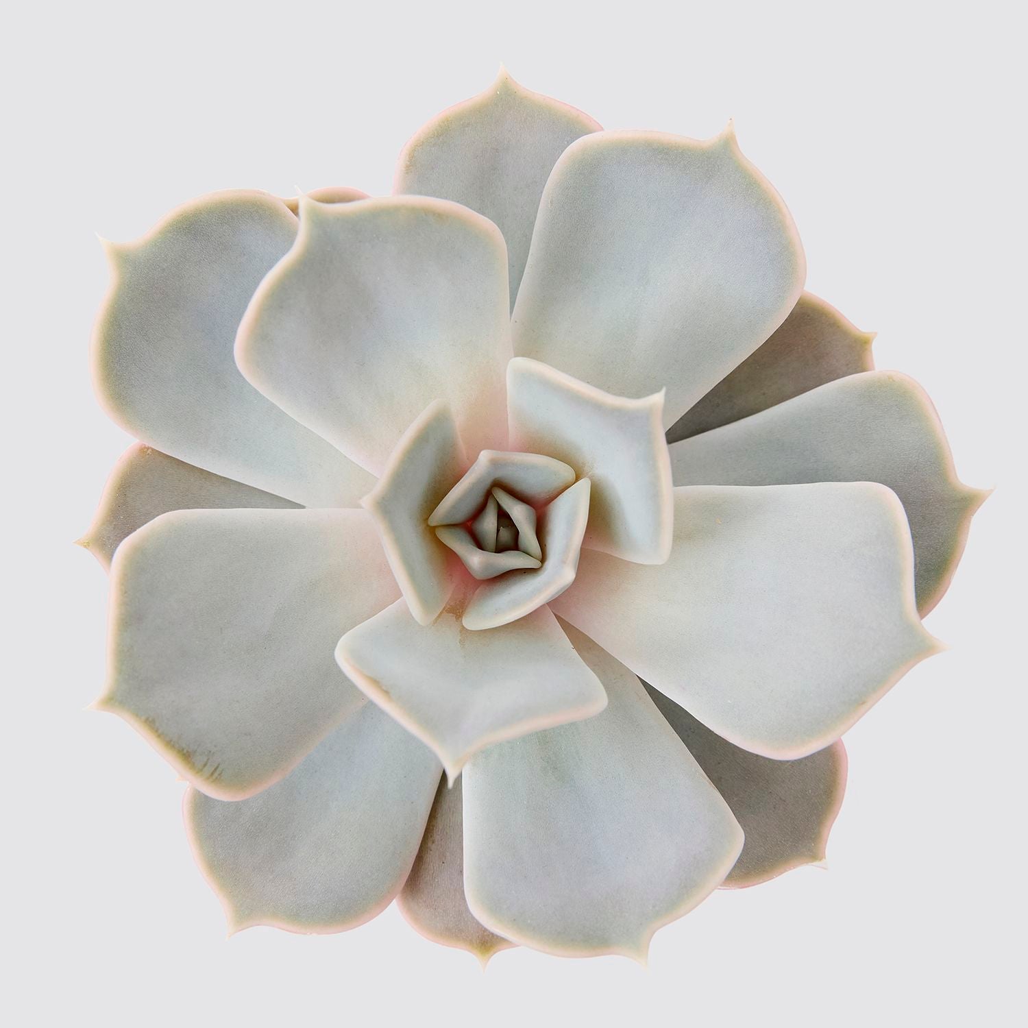 Echeveria lilacina