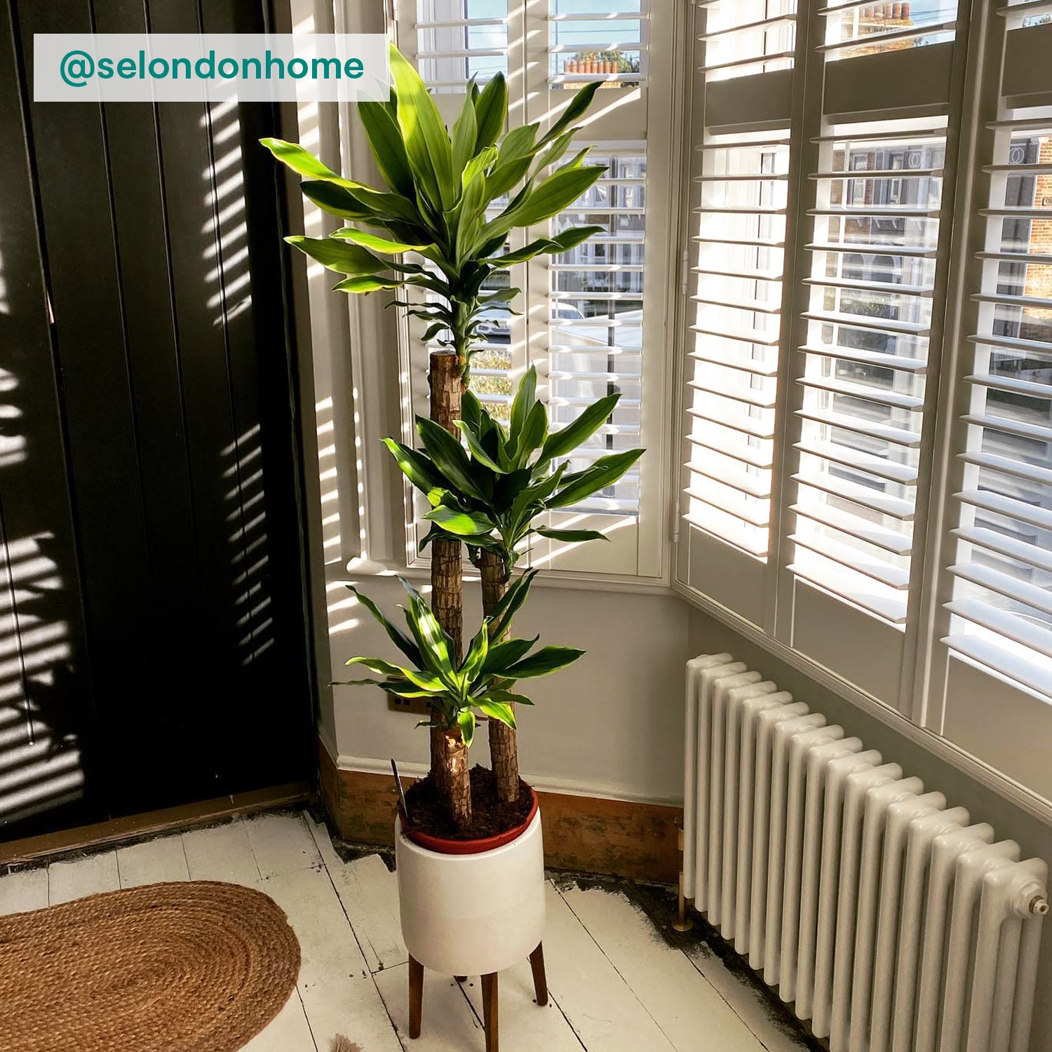 Dracaena fragrans