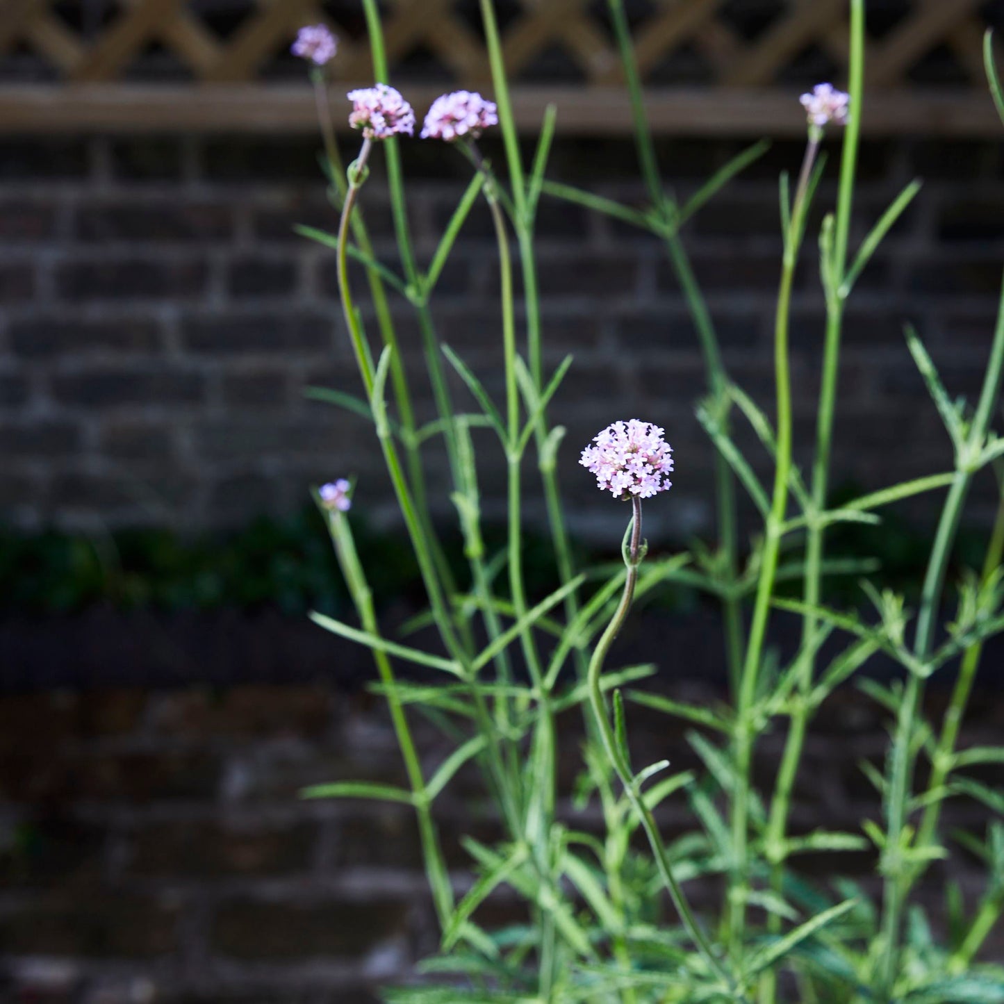 Verbena Bonariensis