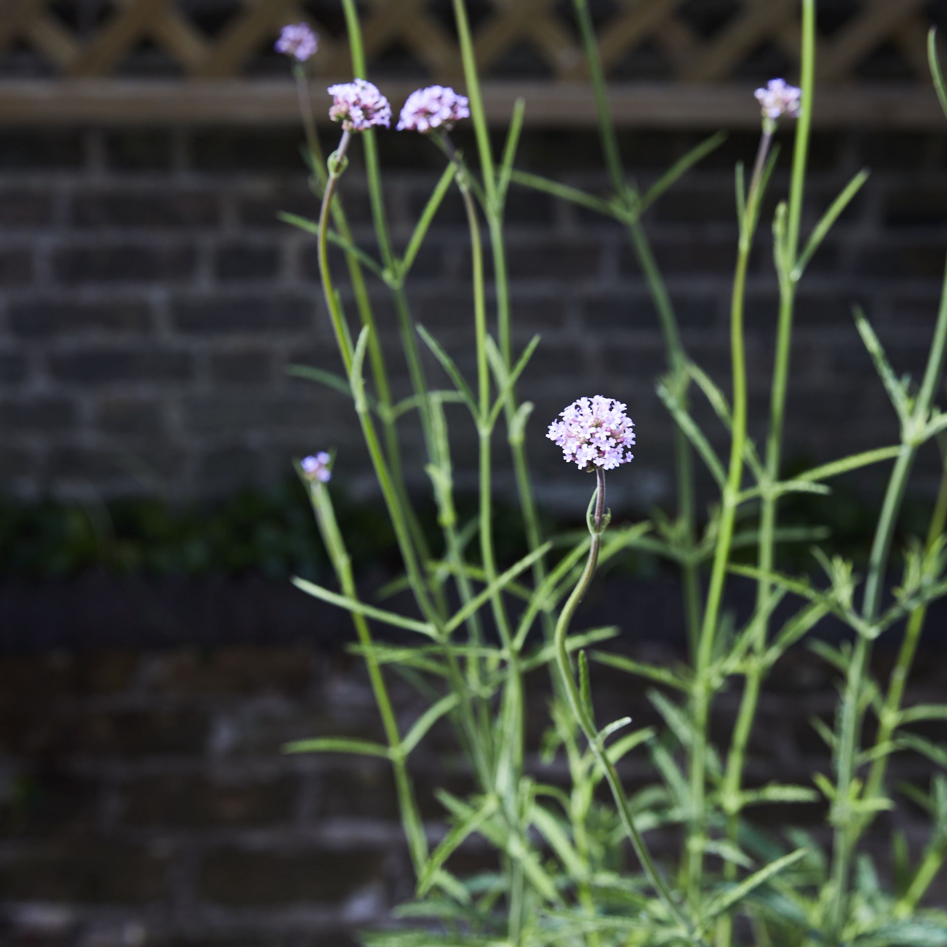 Verbena Bonariensis
