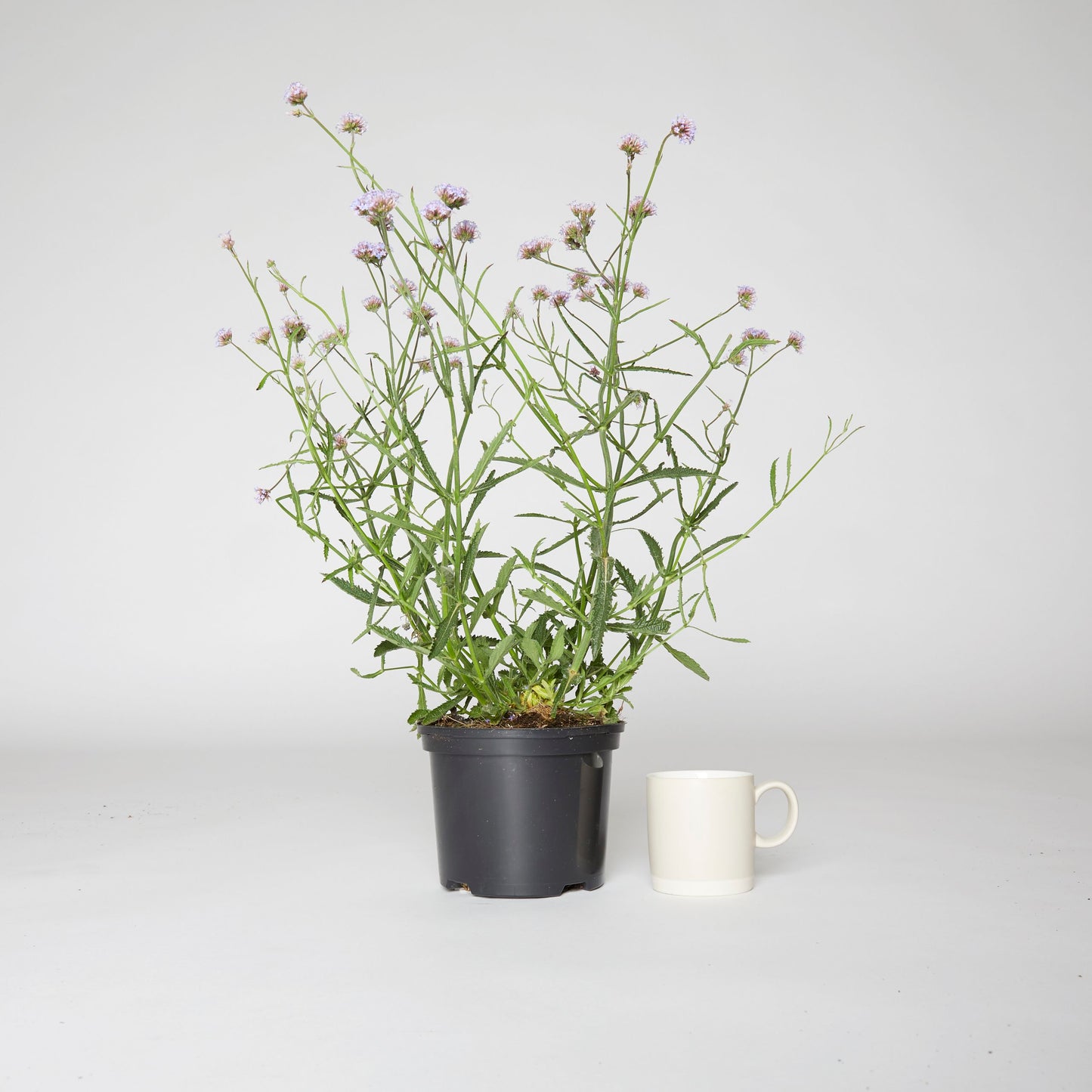 Verbena Bonariensis