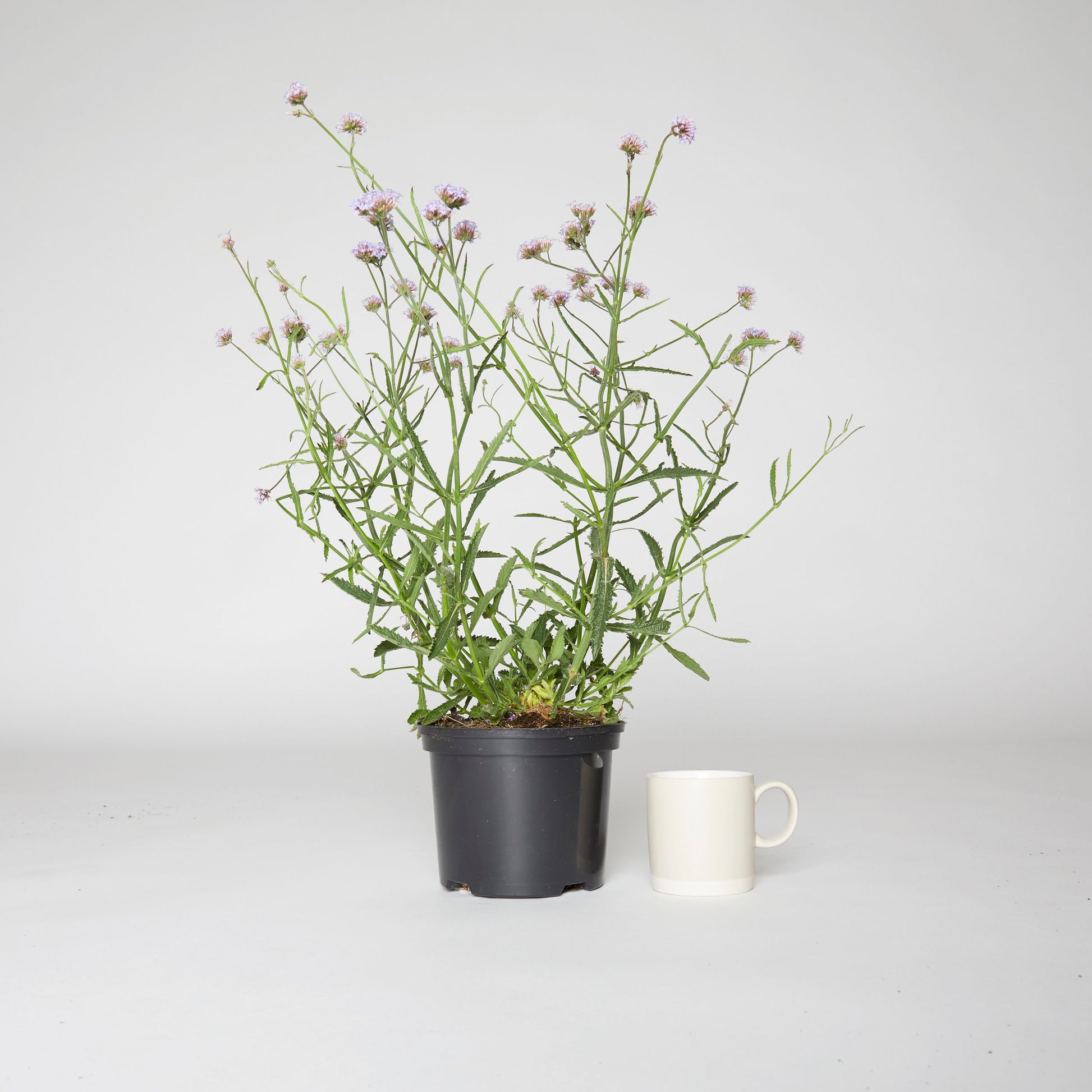 Verbena Bonariensis