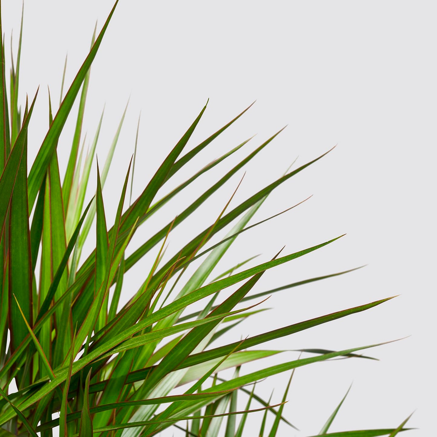 Dracaena Marginata