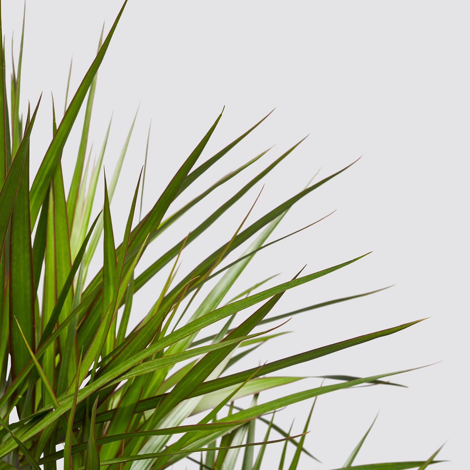 Dracaena Marginata