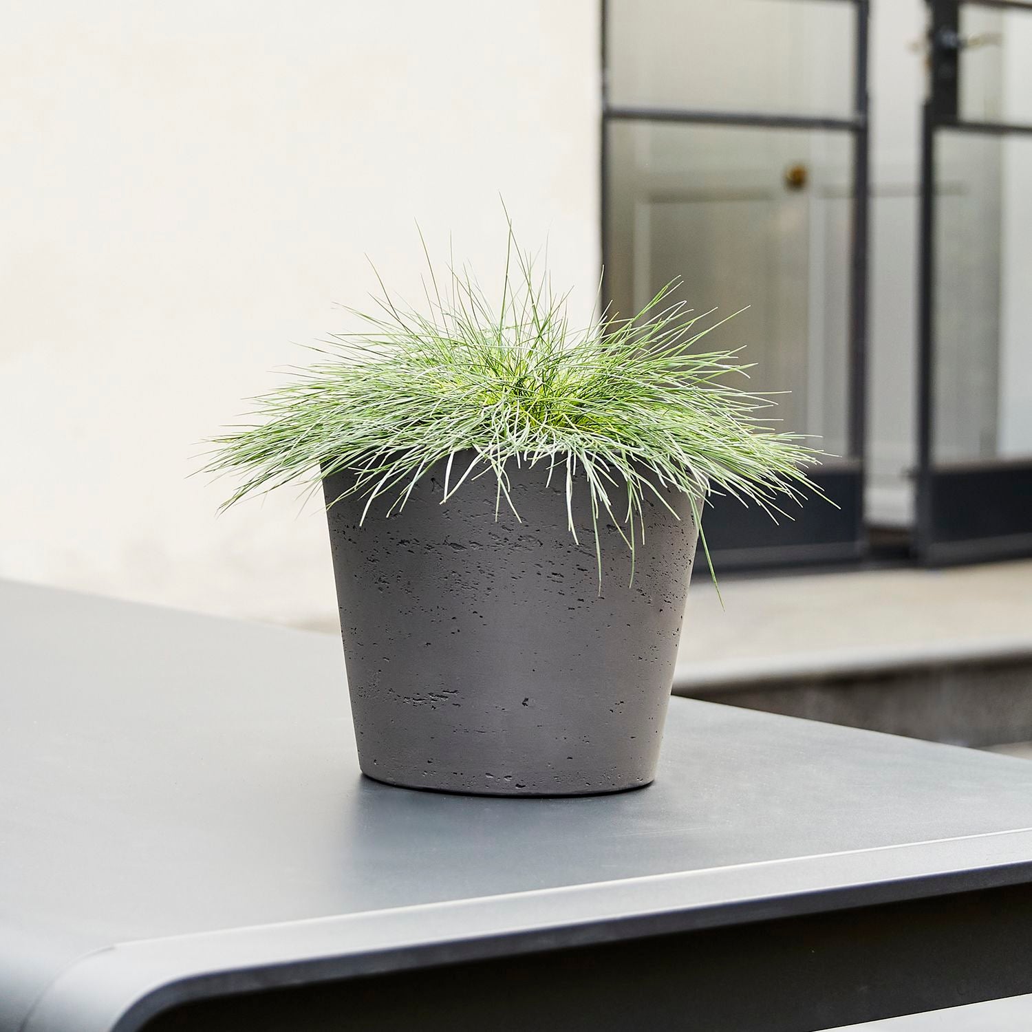 Festuca Glauca