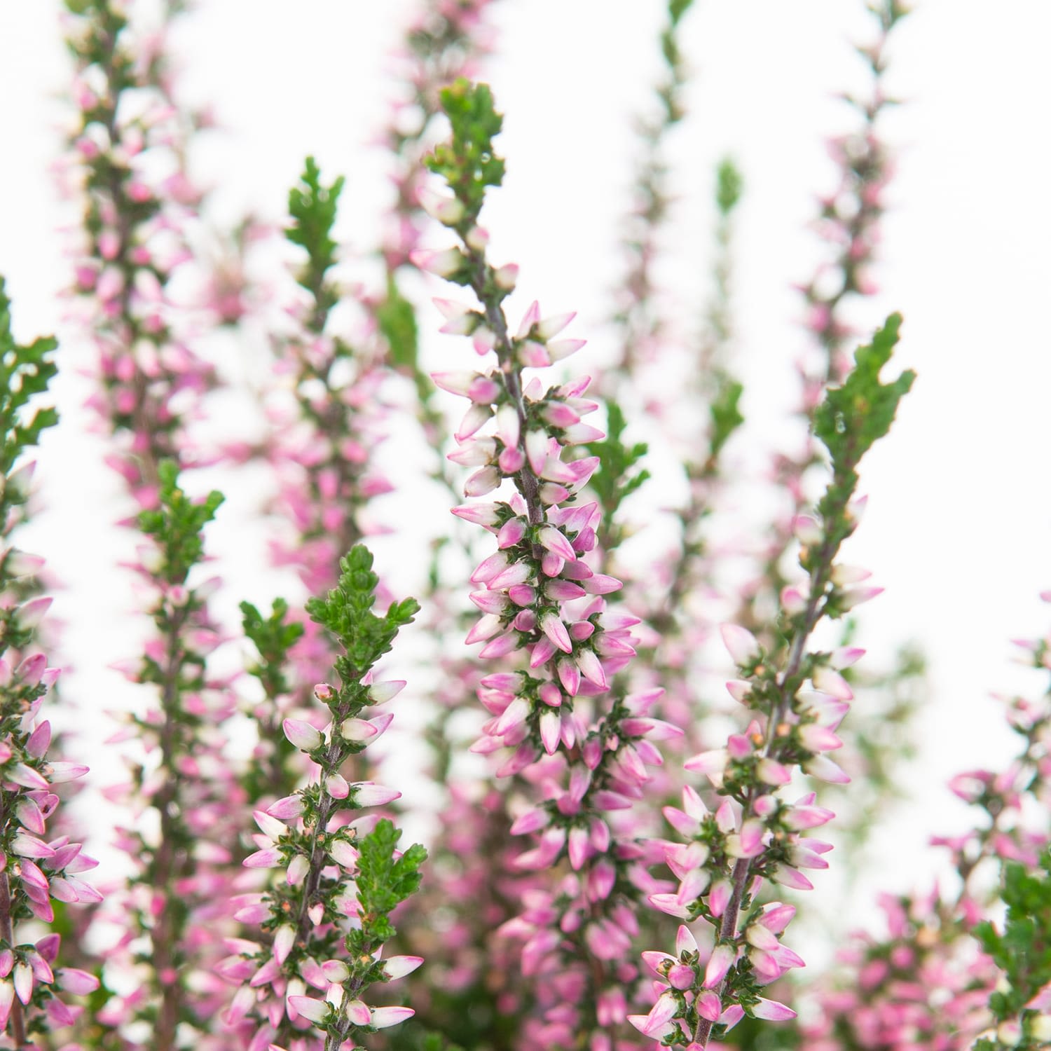 Heather - light pink
