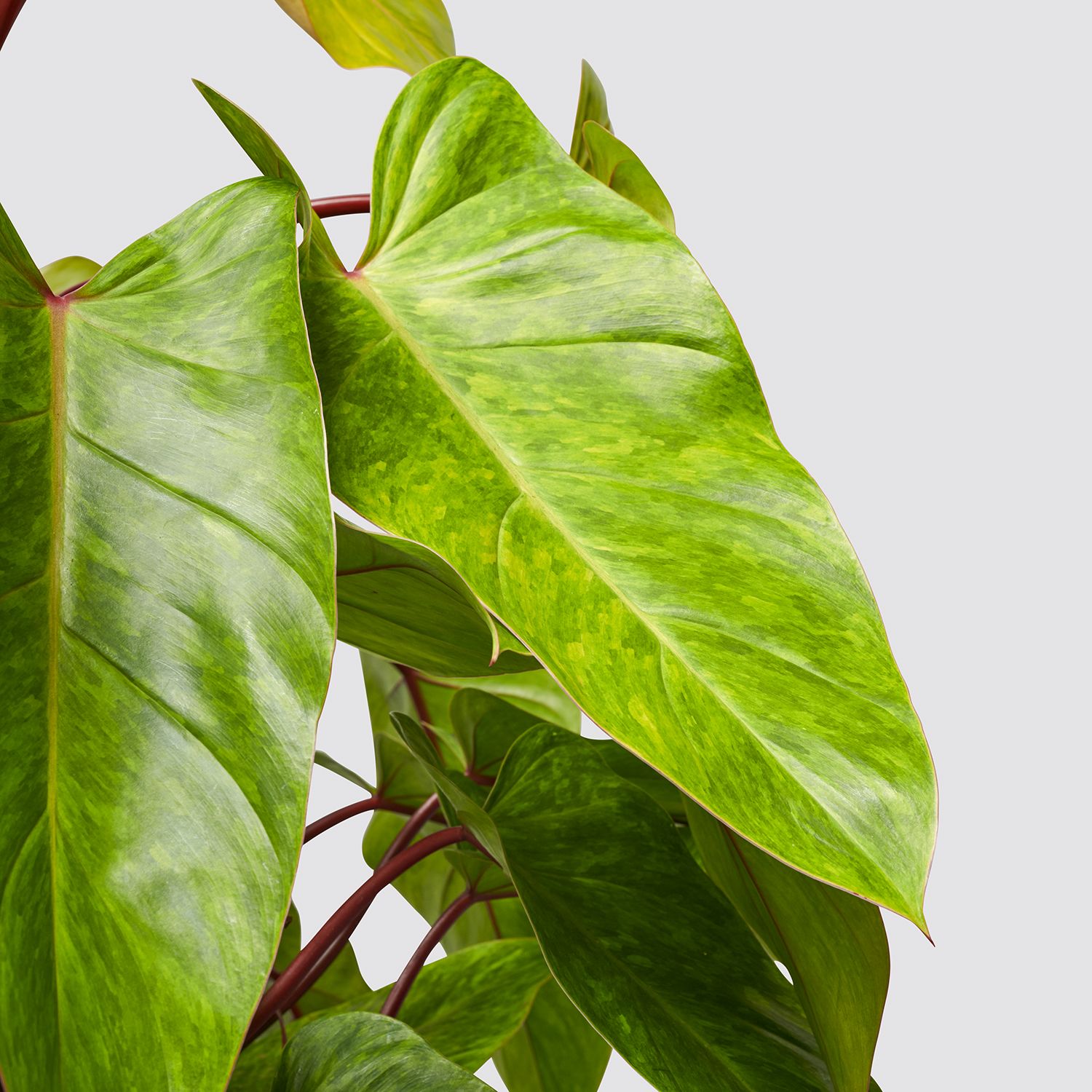 Philodendron painted lady
