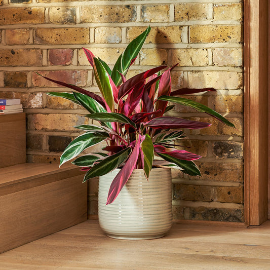 Calathea triostar