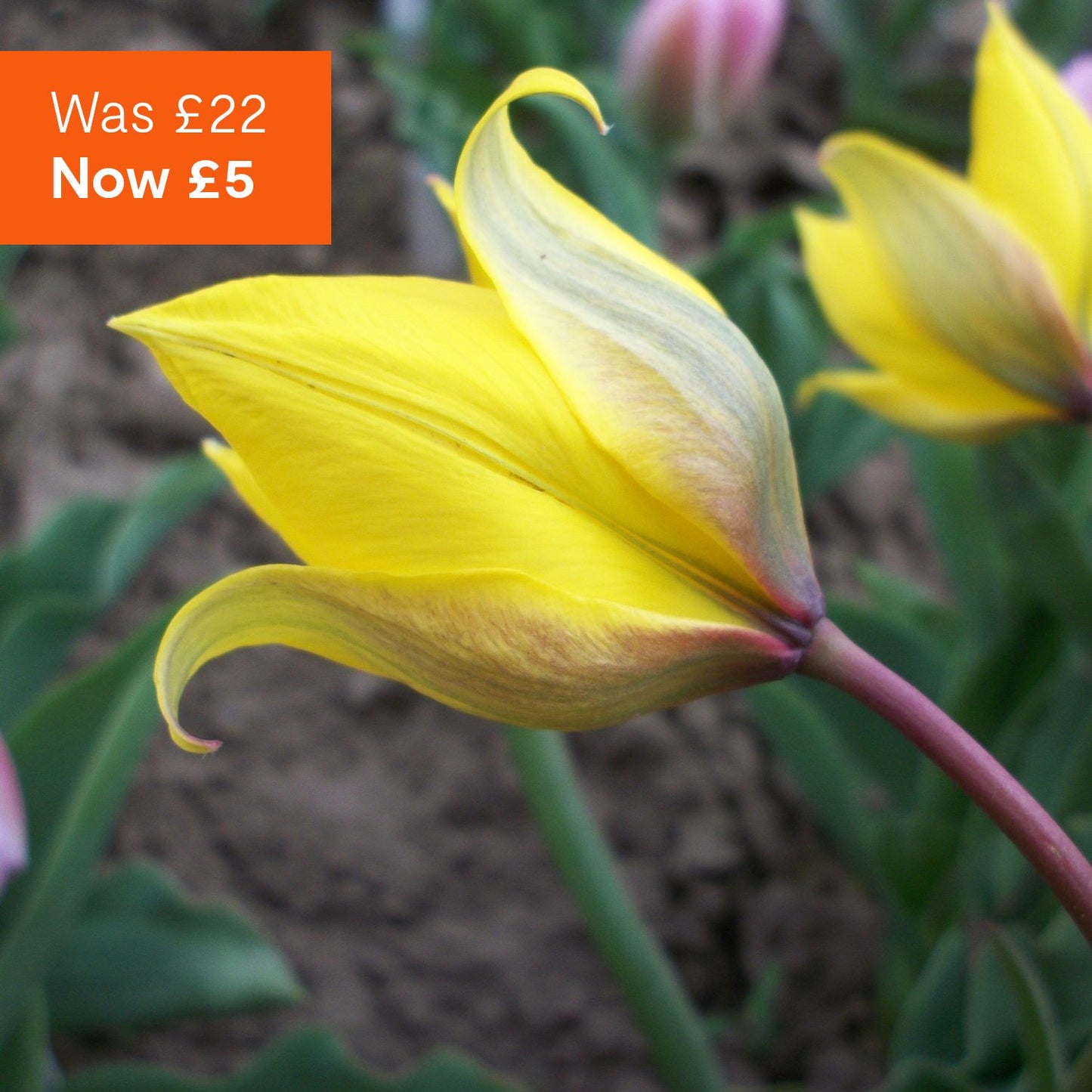 Wild Garden spring bulbs