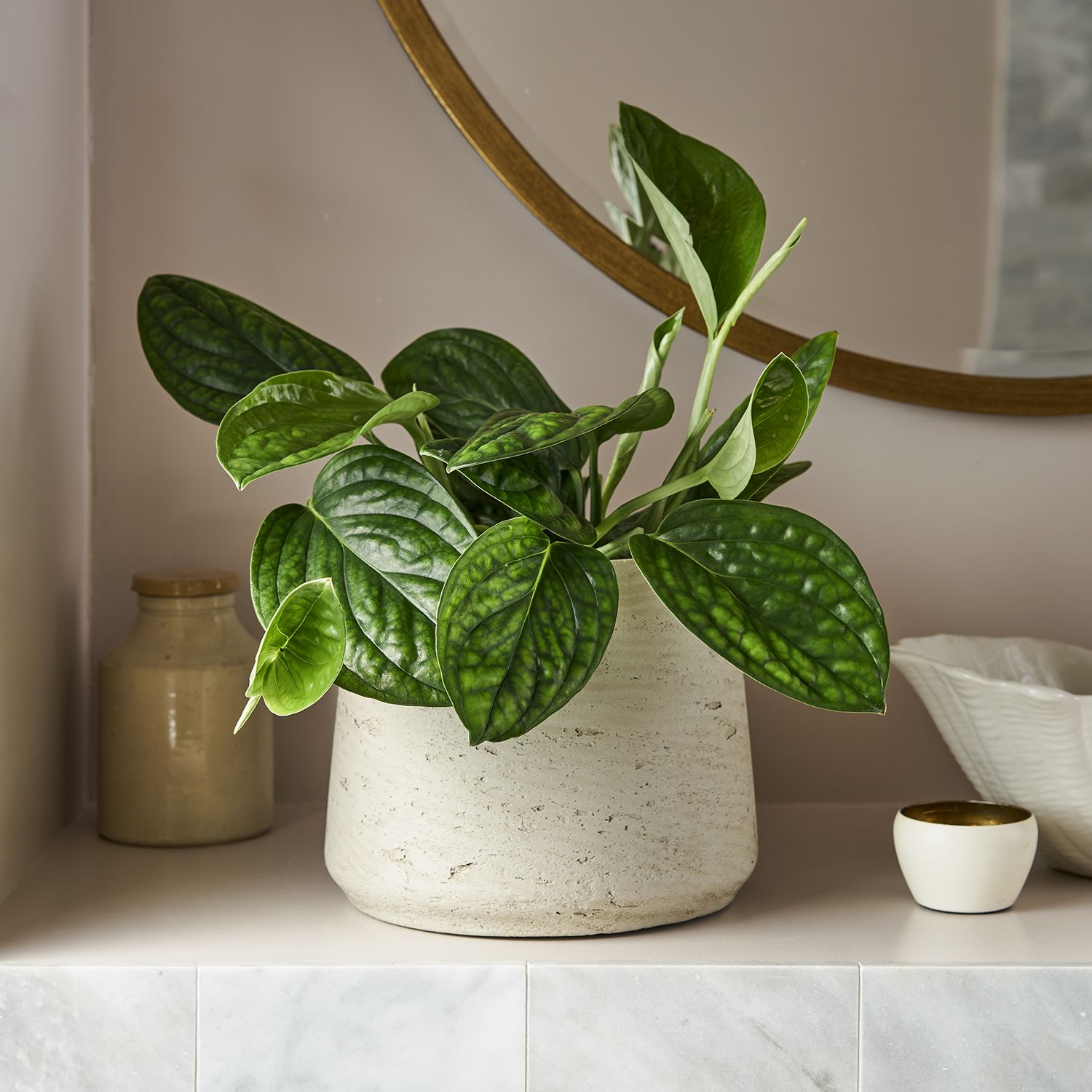 Epipremnum pinnatum 'Marble Planet'