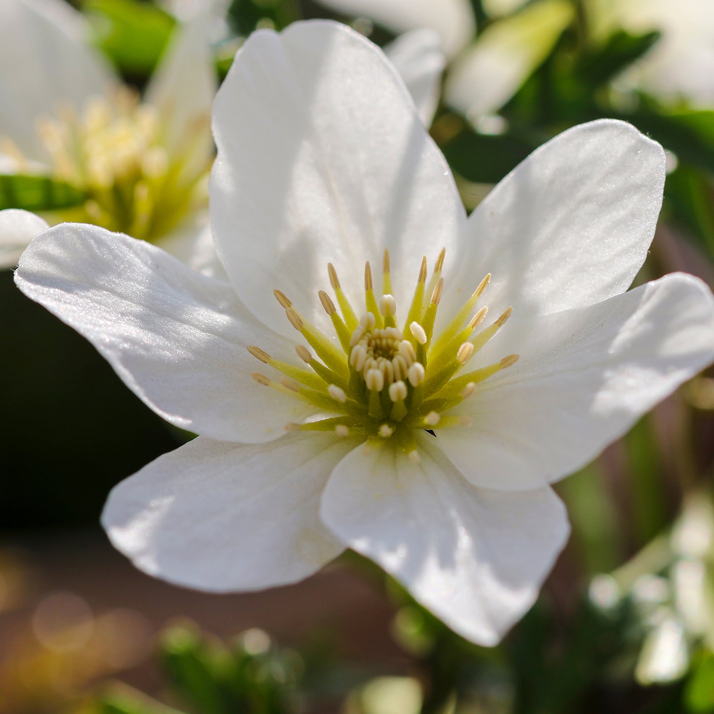 Clematis - Avalanche | Patch Plants