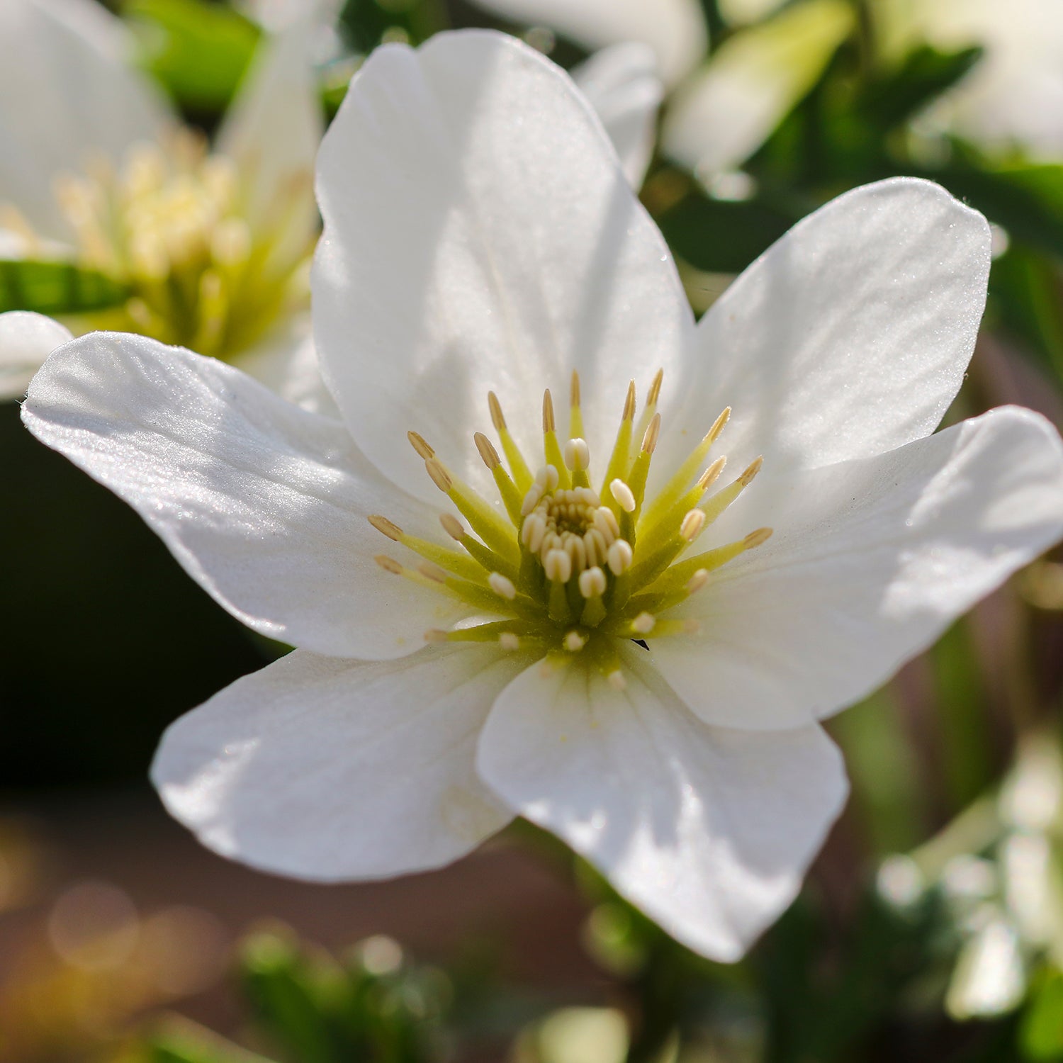 Clematis - Avalanche | Patch Plants