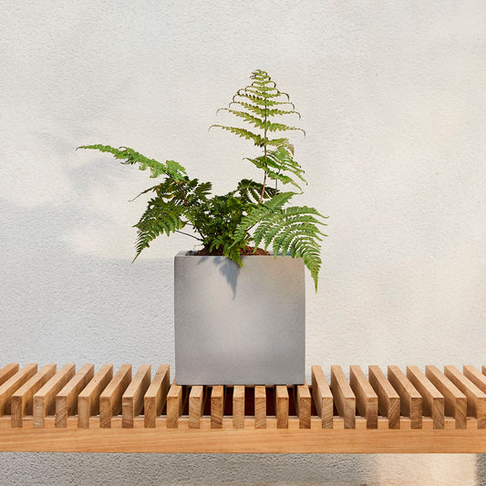 Mahogany Fern