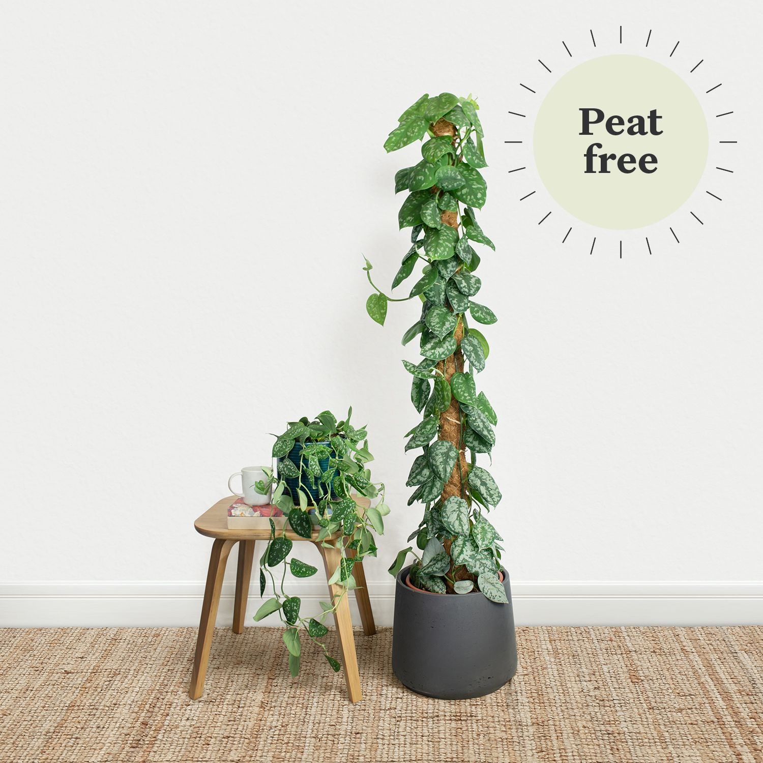 Satin Pothos
