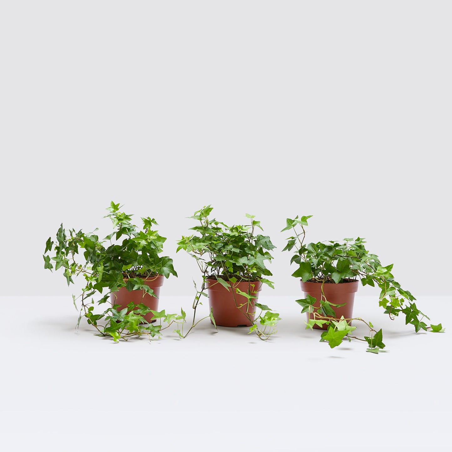 Ivy windowsill set