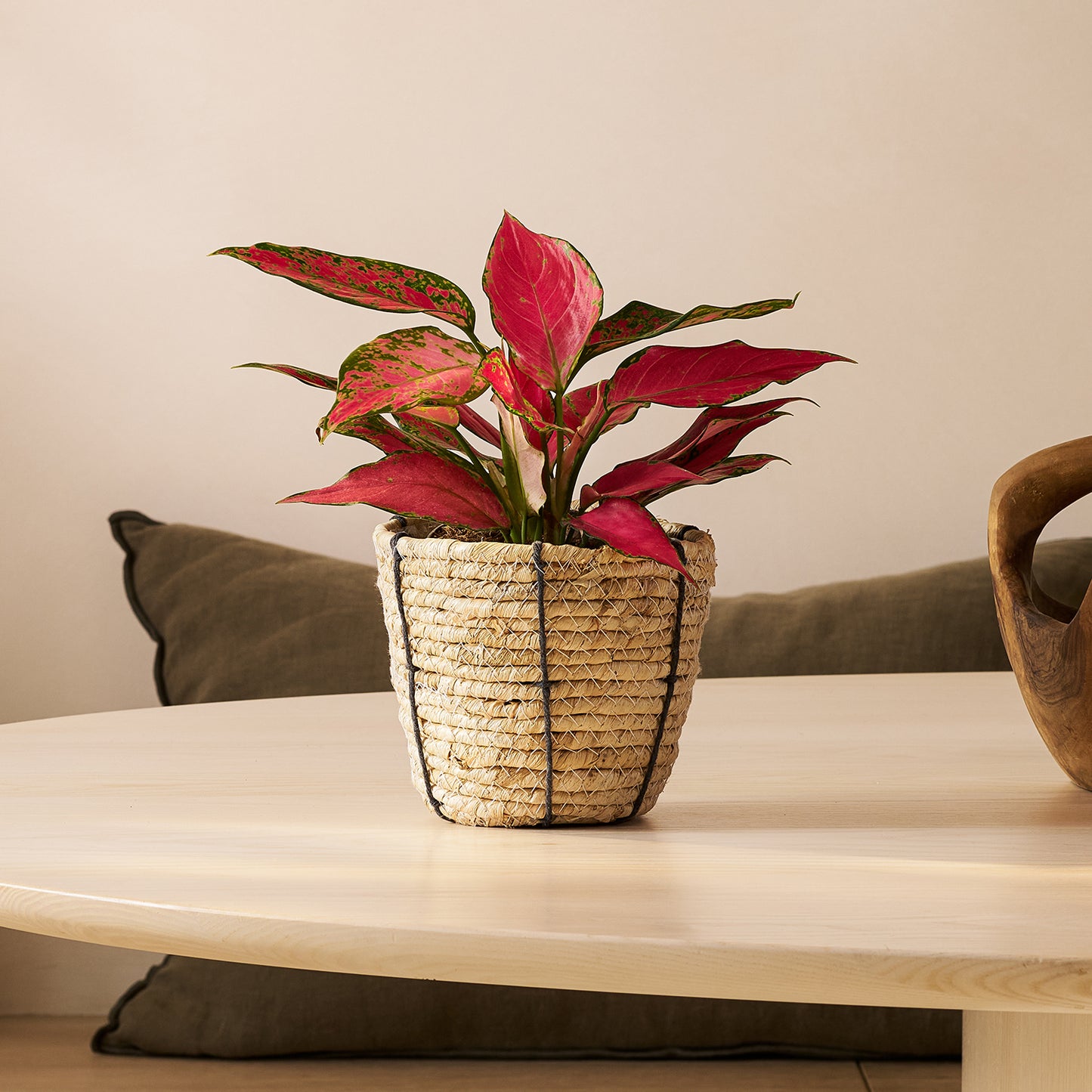 Aglaonema 'Cherry Baby' | Patch Plants