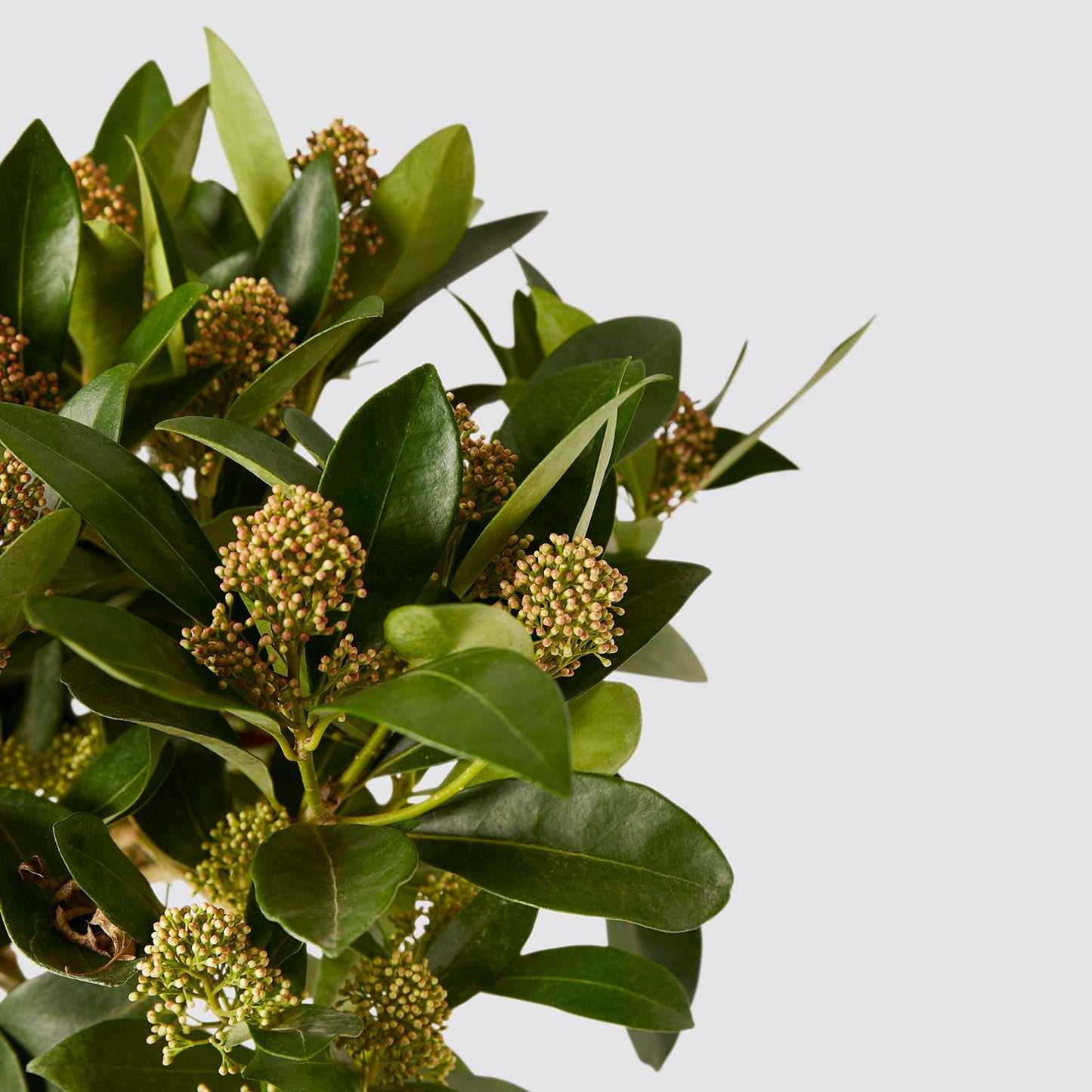 Skimmia japonica - bronze