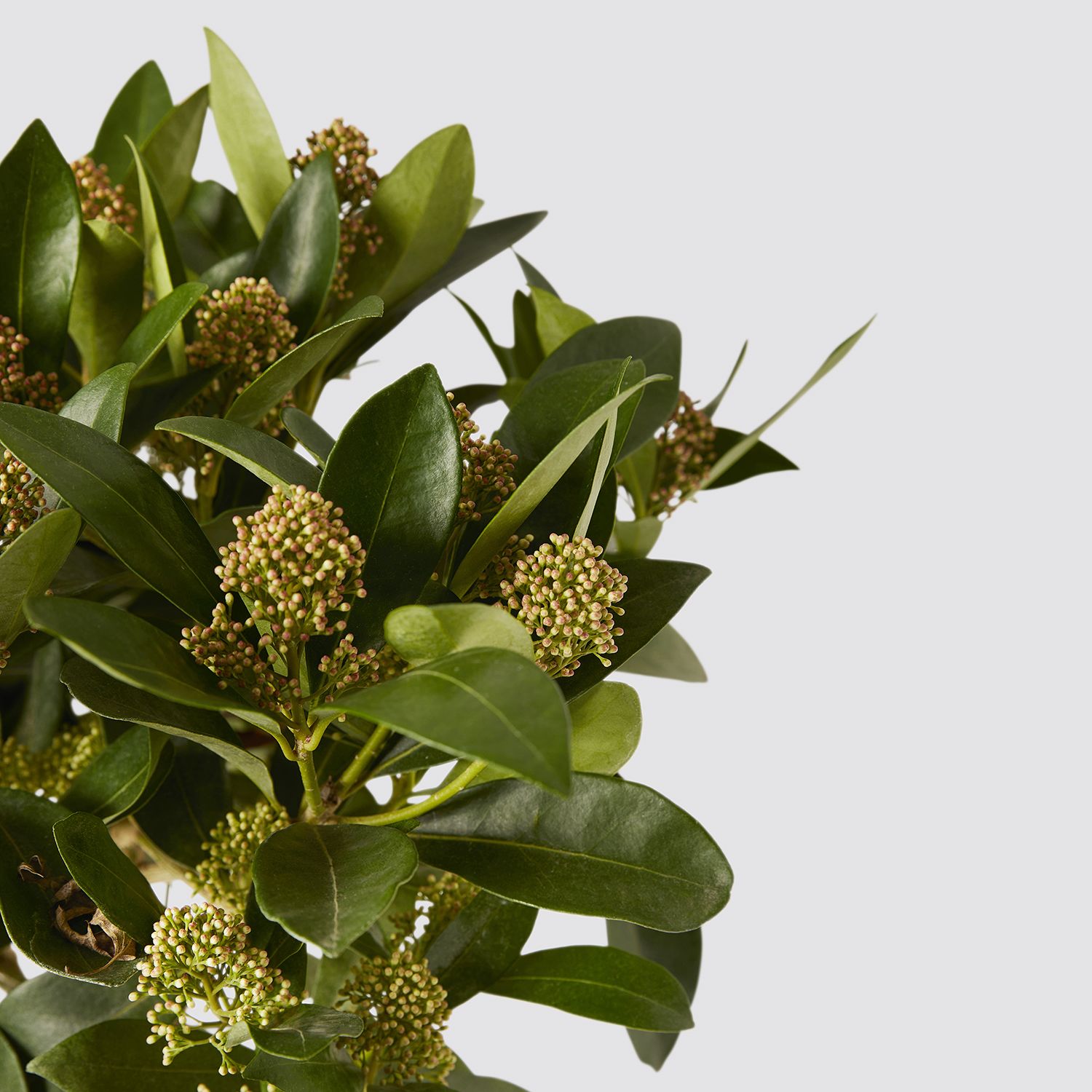 Skimmia japonica - bronze