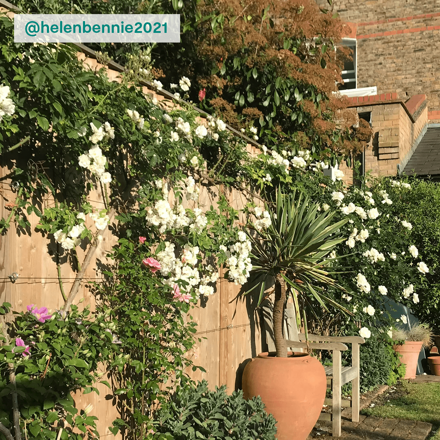 Climbing rose - white