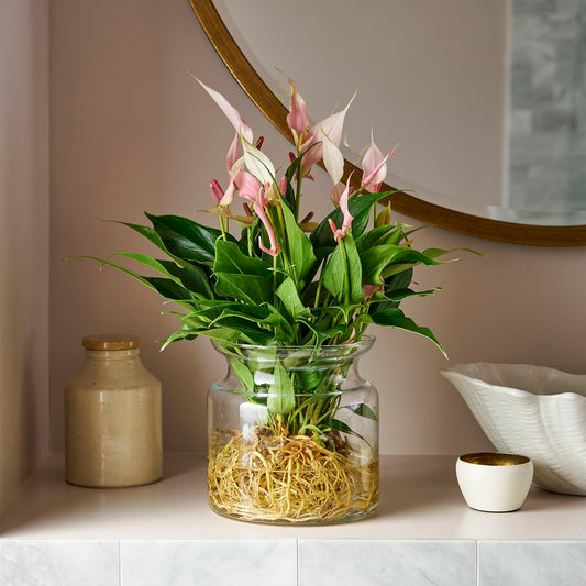 Hydroponic Anthurium 'lilli'