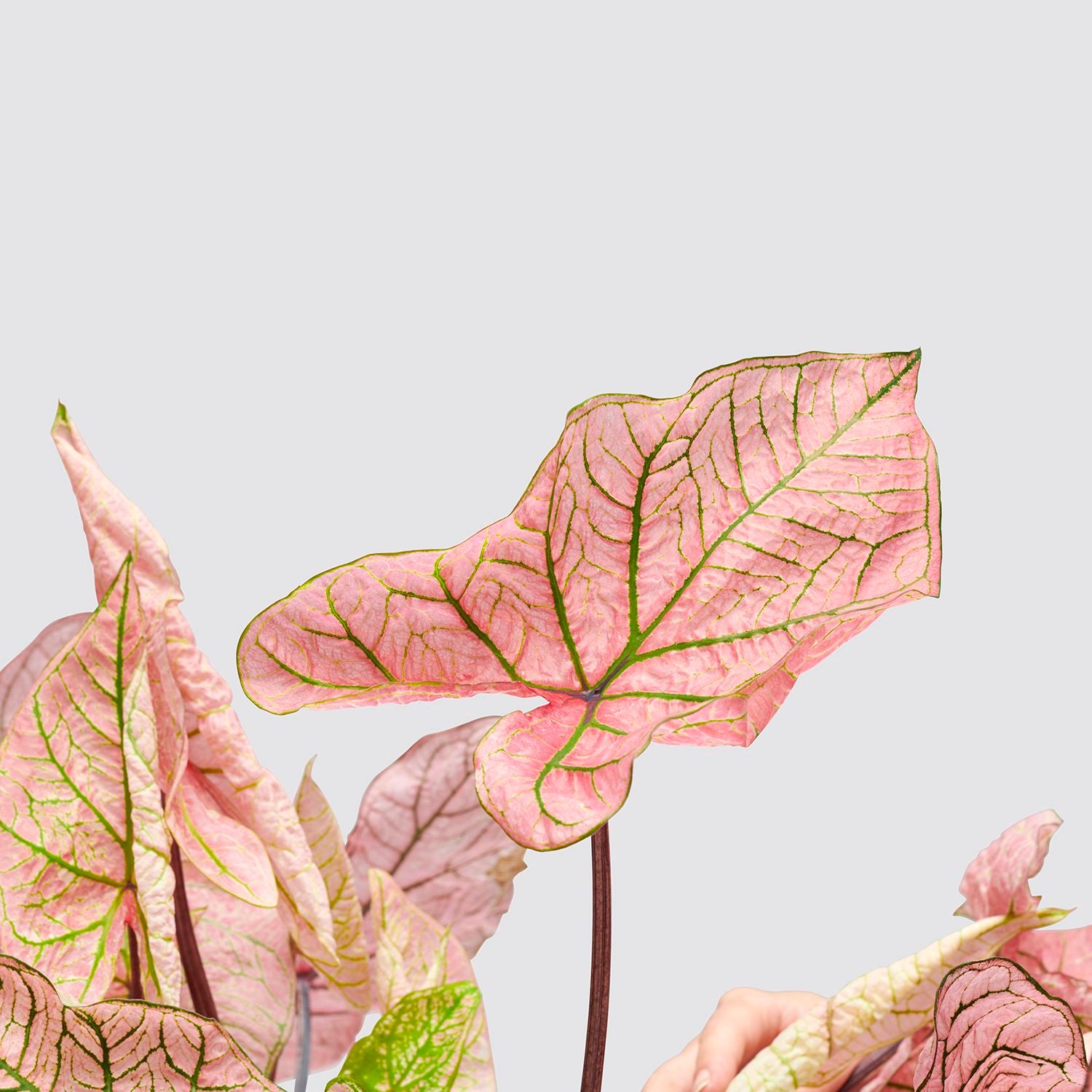 Caladium spring fling