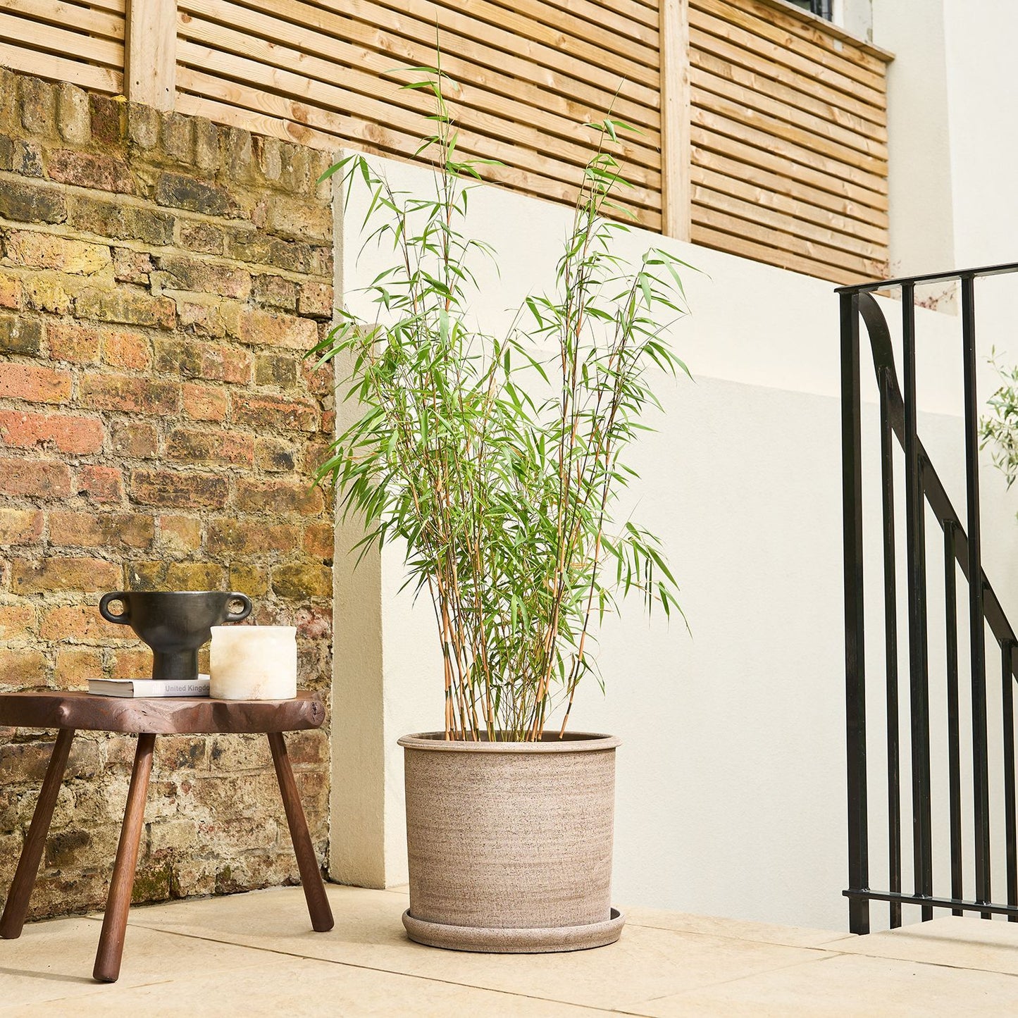 Bamboo - red stem