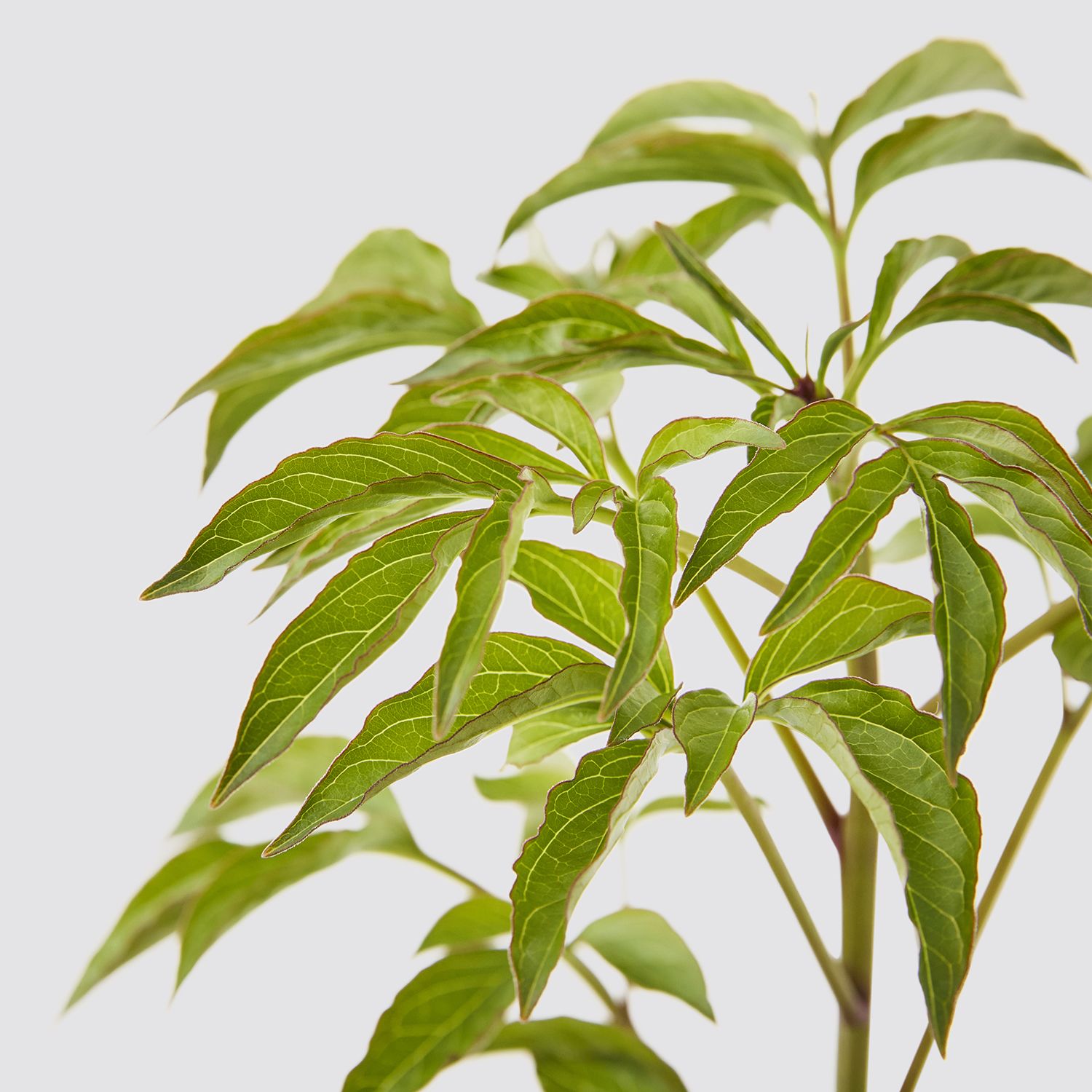Peony potted roots - pink