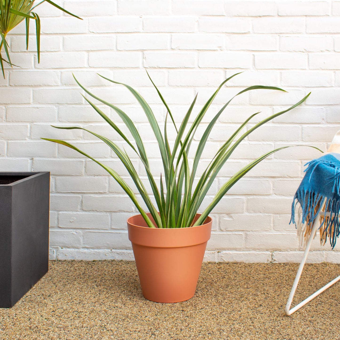 Phormium Tenax