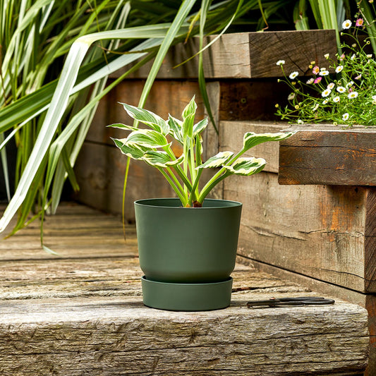 Hosta - green and white