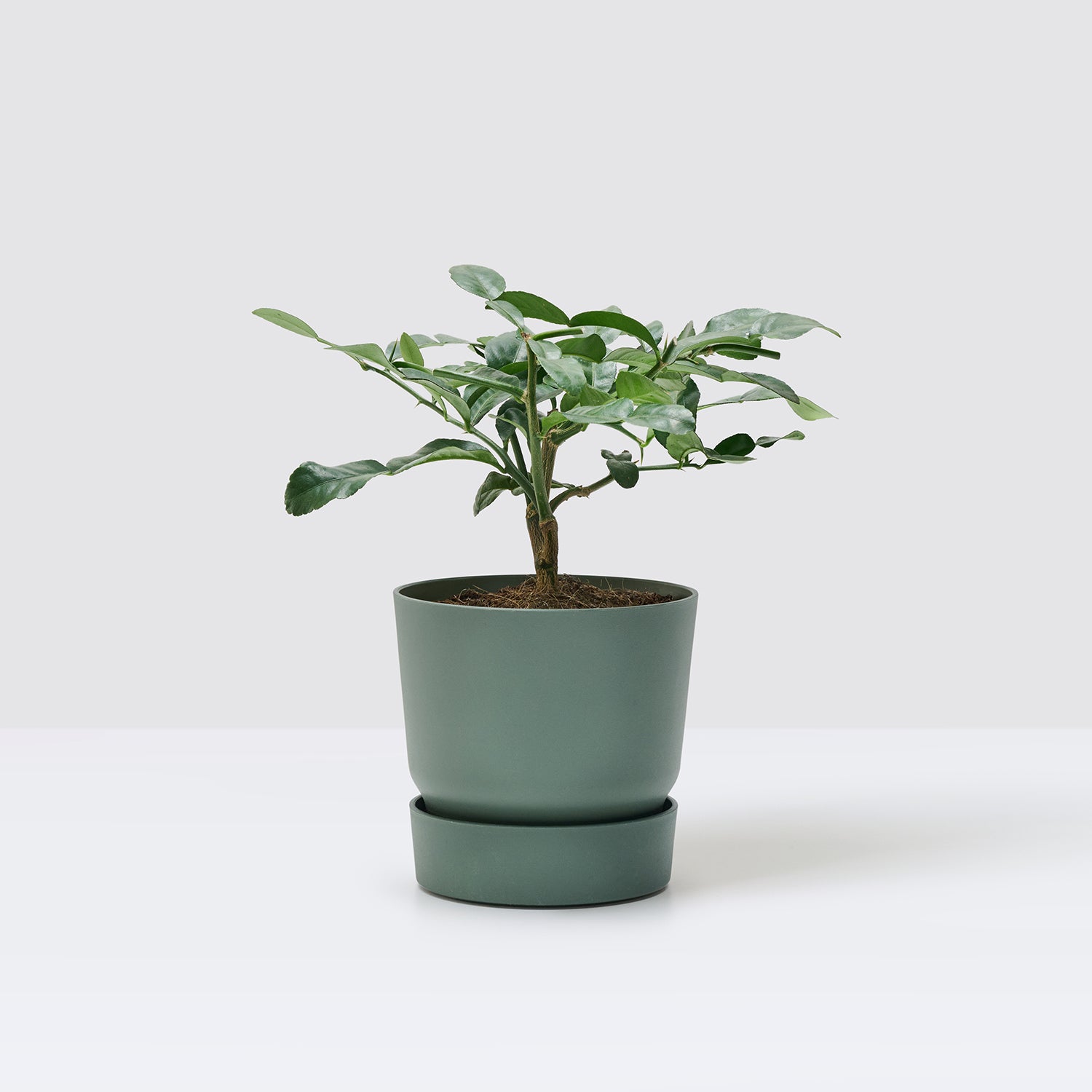 Makrut lime tree