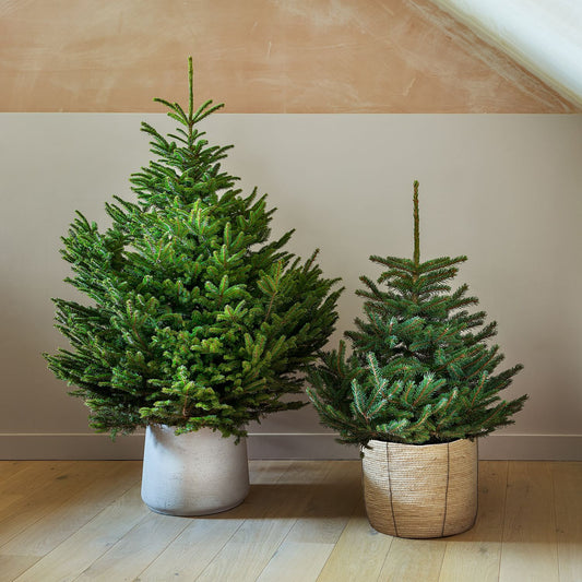 Pot Grown Norway Spruce