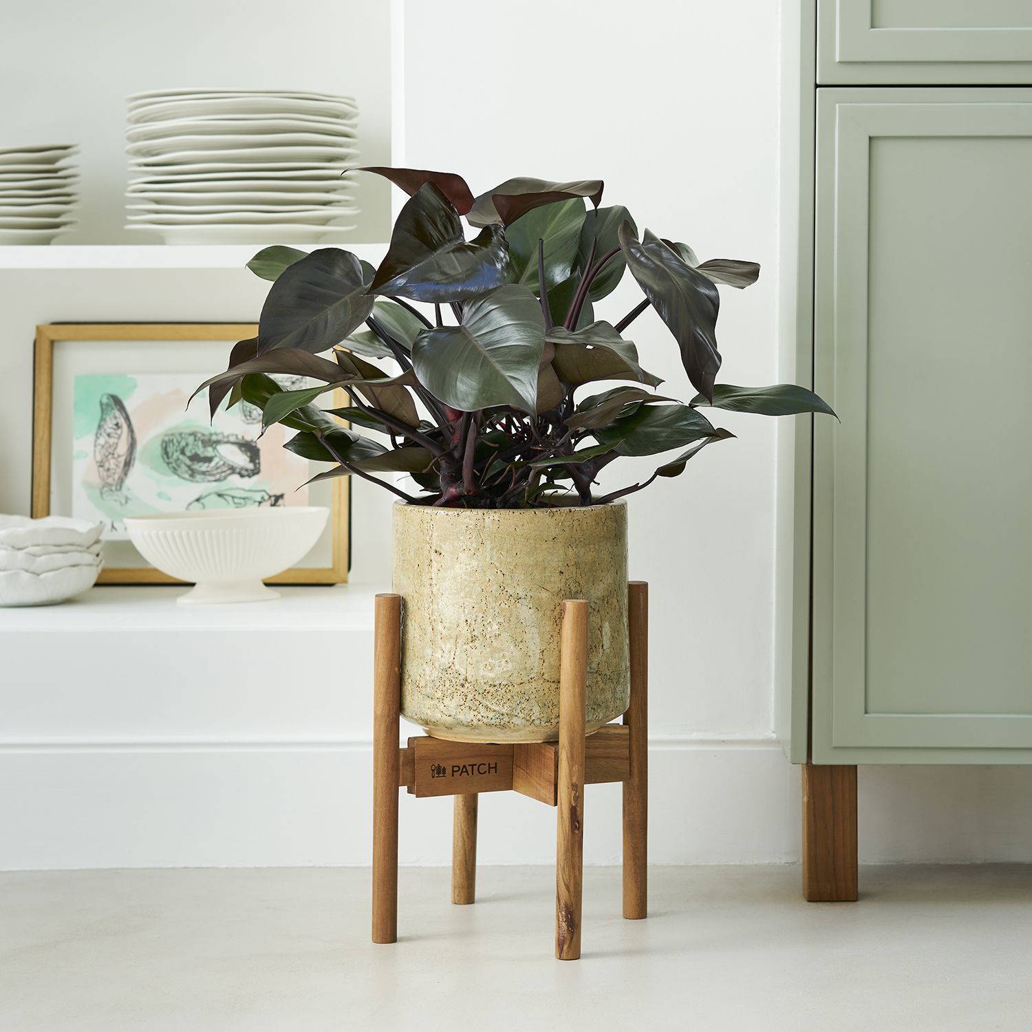 Philodendron 'purple congo'