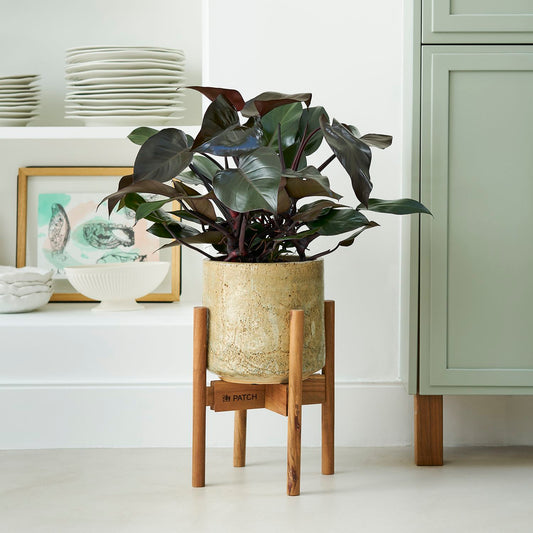 Philodendron 'purple congo'