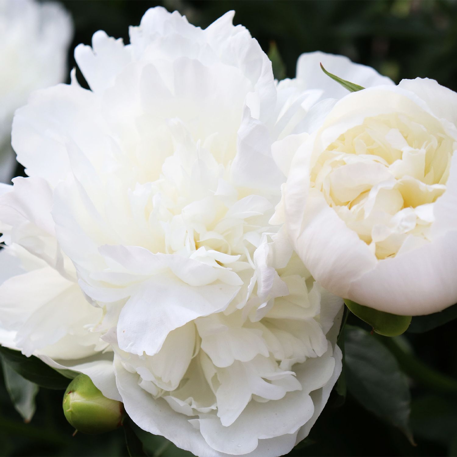 Peony potted roots - white