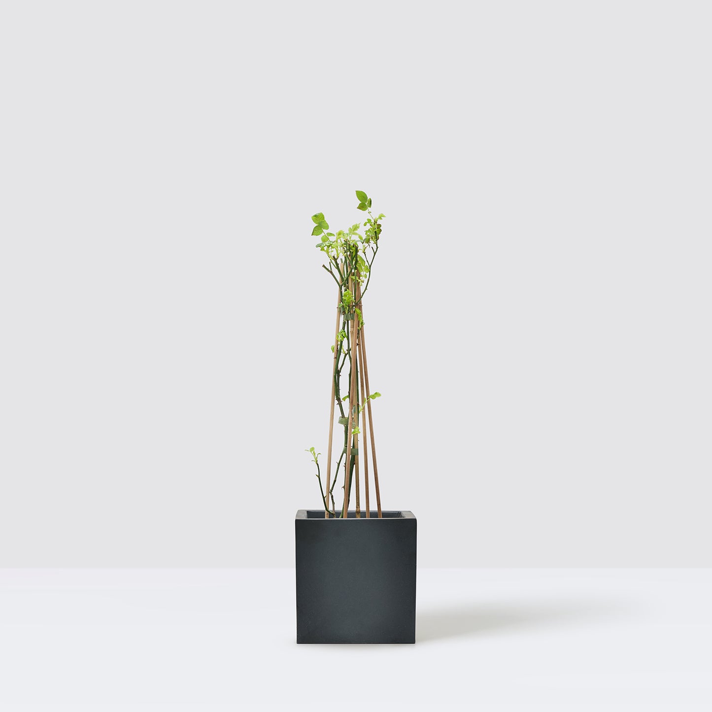 Climbing rose - peach | Patch Plants