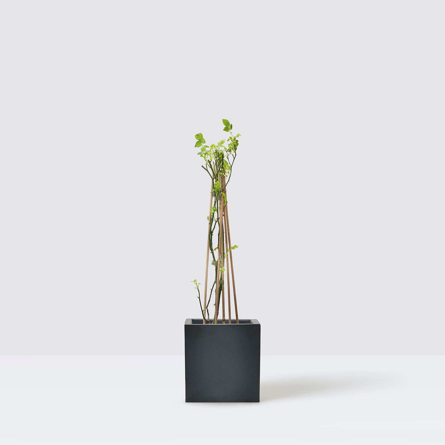Climbing rose - peach | Patch Plants