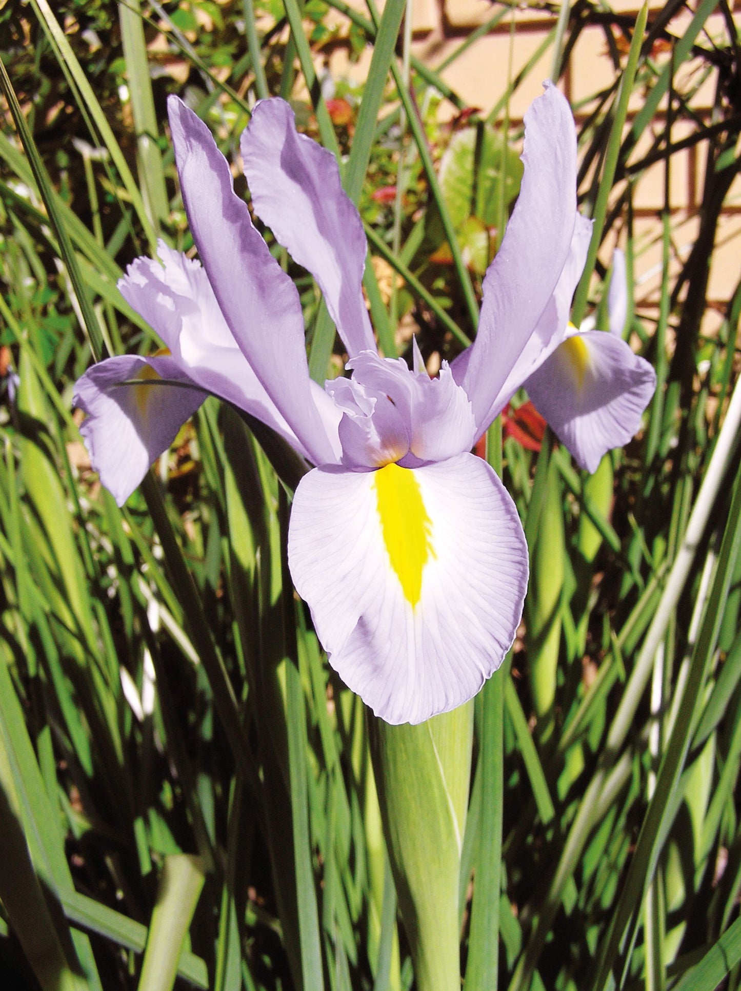 Cottage Garden spring bulbs