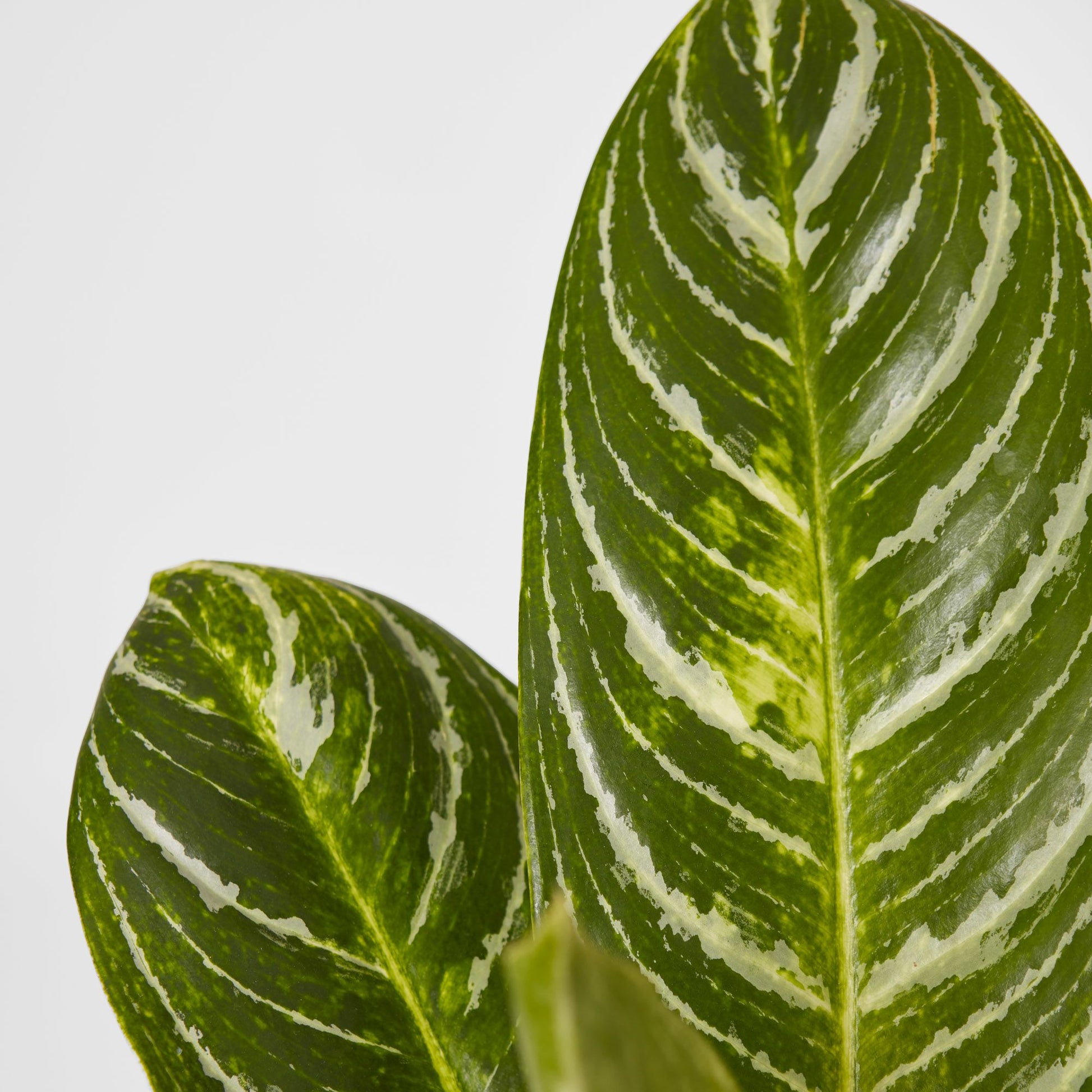 Aglaonema 'key lime'
