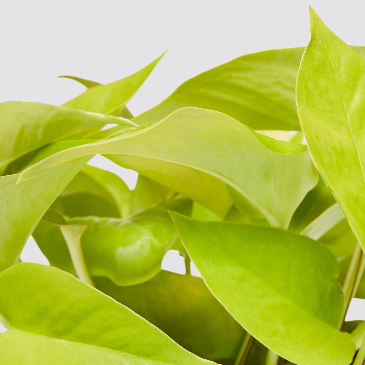 Neon pothos