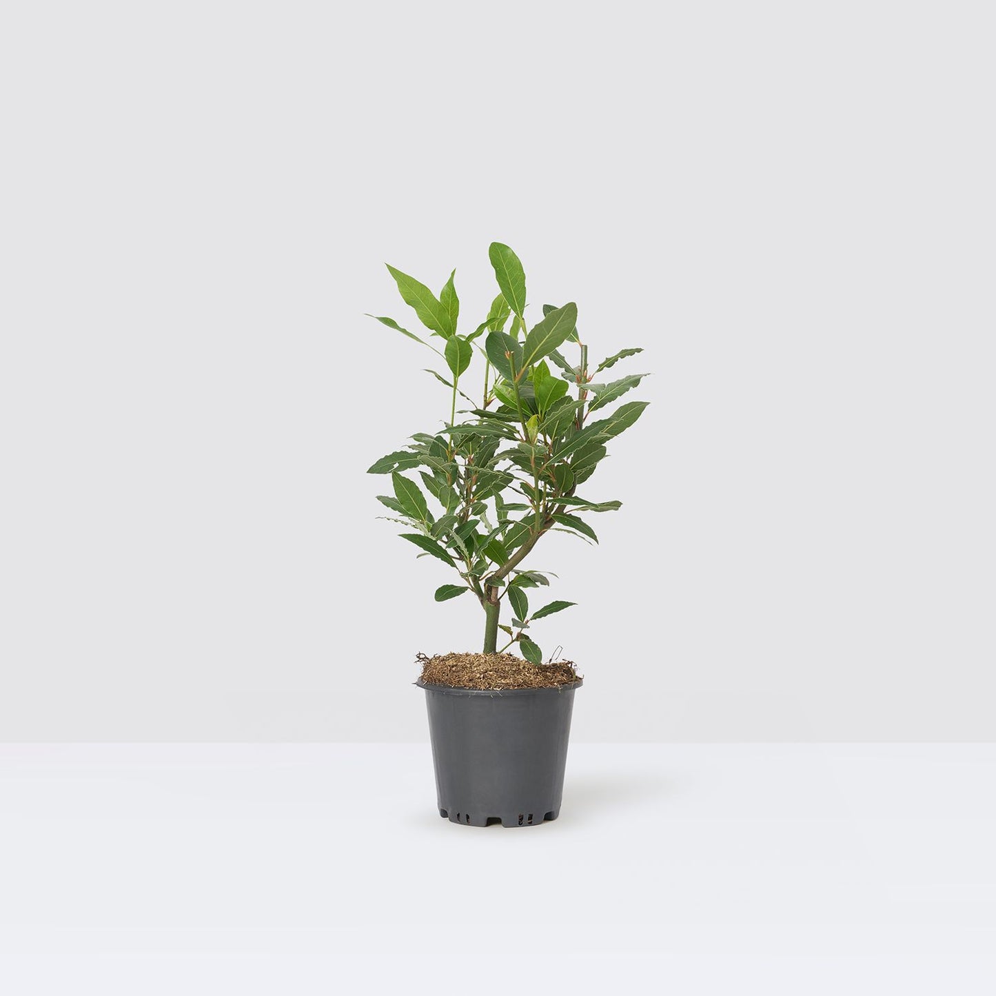 Laura shrub