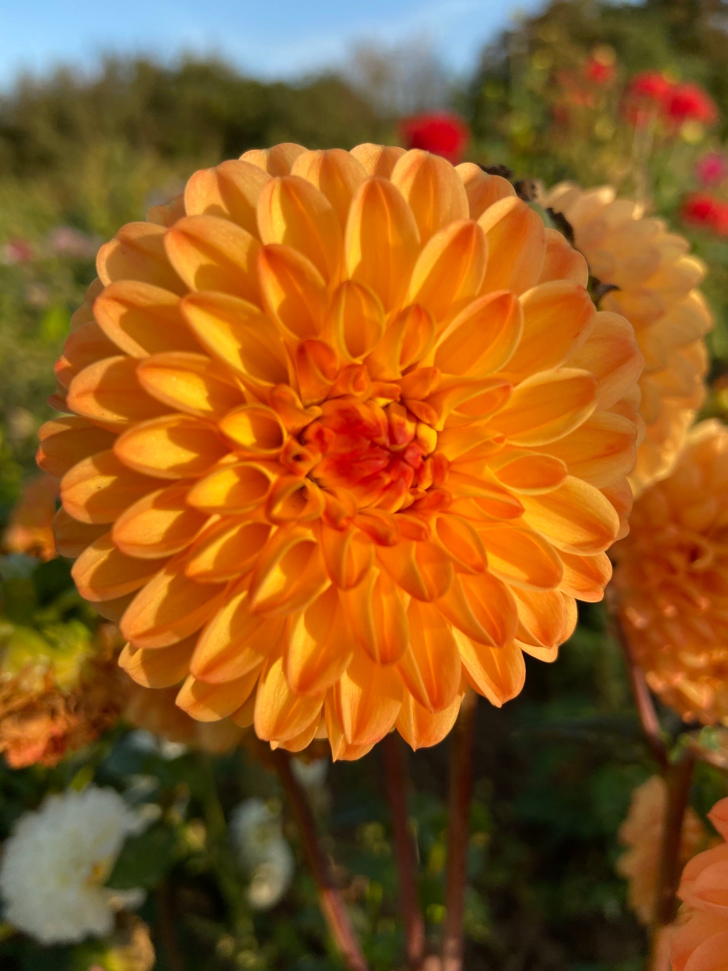 Summer flowering