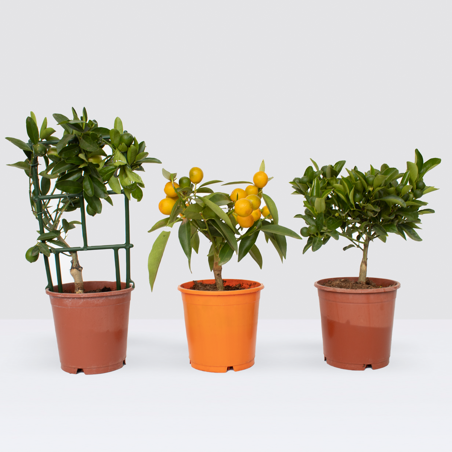 Mini Citrus trio